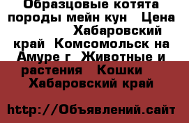 Образцовые котята породы мейн-кун › Цена ­ 15 000 - Хабаровский край, Комсомольск-на-Амуре г. Животные и растения » Кошки   . Хабаровский край